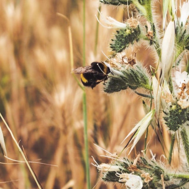 Biodiversitet
