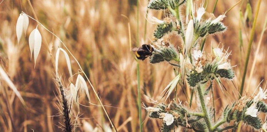 Biodiversitet