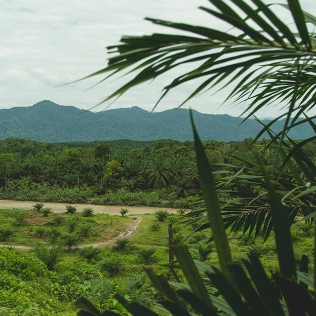 Et stort dyrkningsudbytte