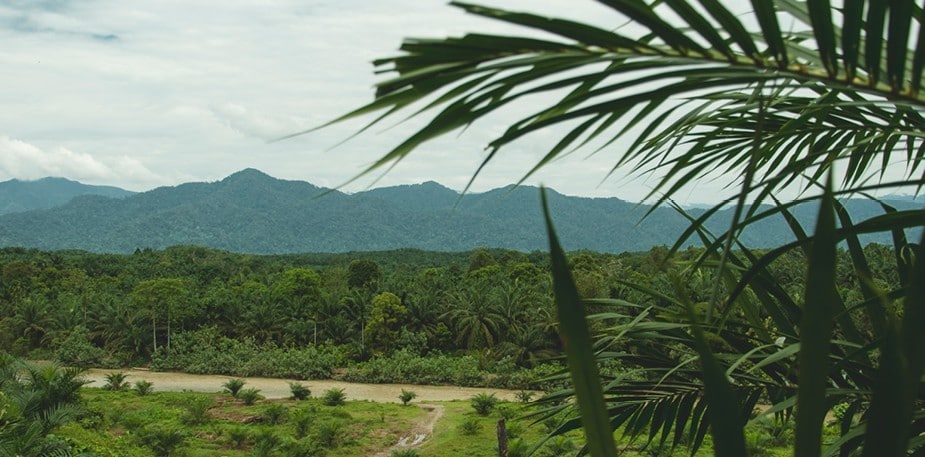 Et stort dyrkningsudbytte