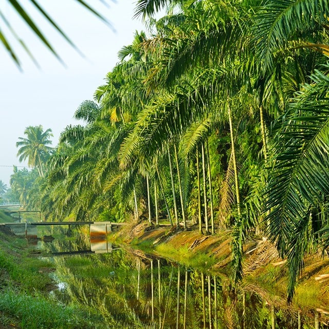 Palmeolie – hvad, hvordan og hvorfor?