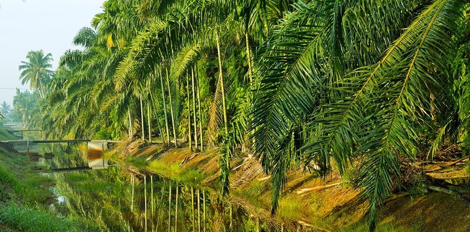 Palmeolie – hvad, hvordan og hvorfor?