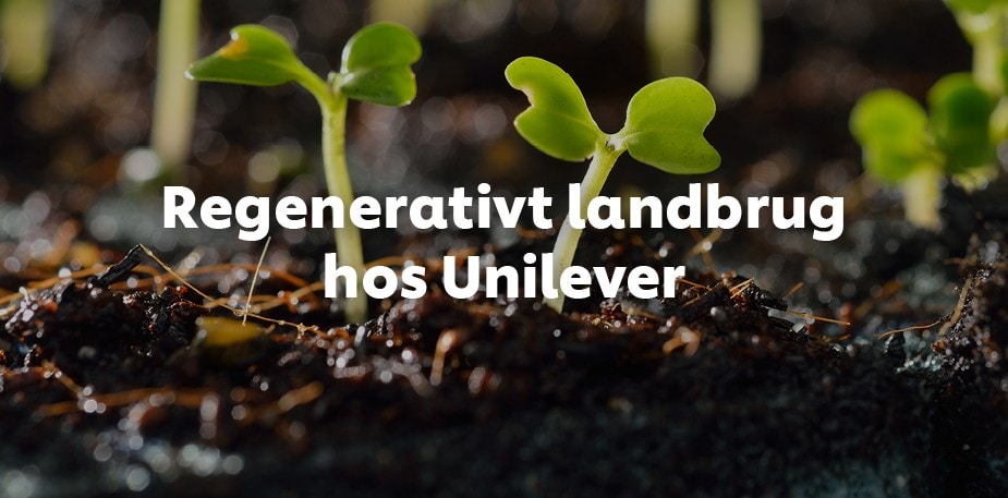 Regenerativt landbrug hos Unilever