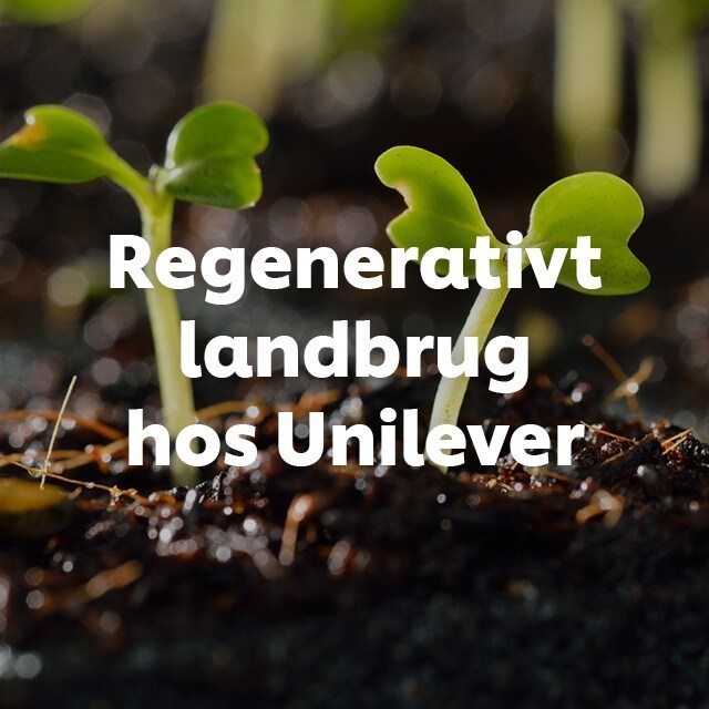 Regenerativt landbrug hos Unilever