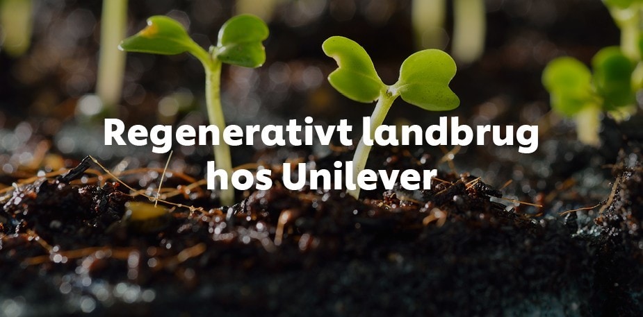 Regenerativt landbrug hos Unilever