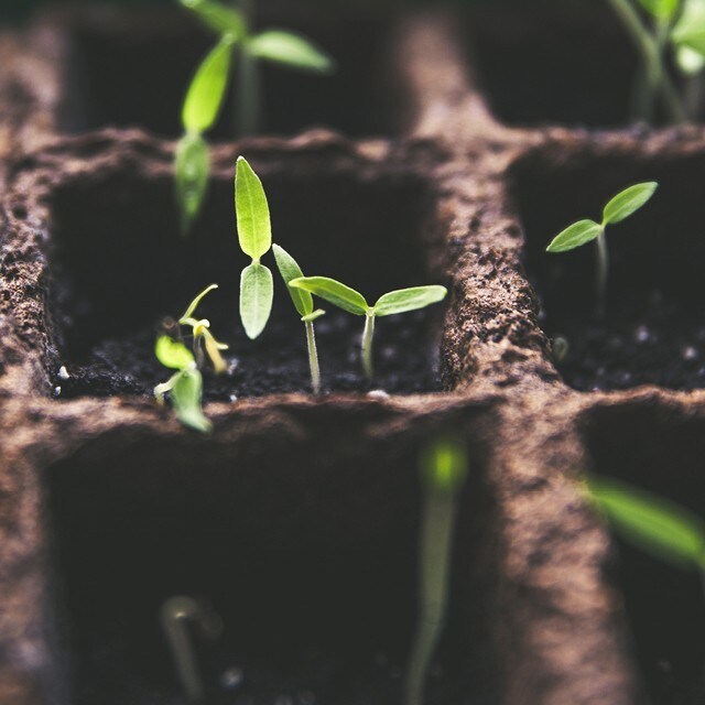 Lav din egen urtehave