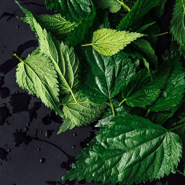 Naturens tilbagevenden