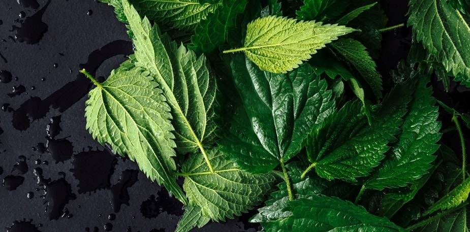 Naturens tilbagevenden