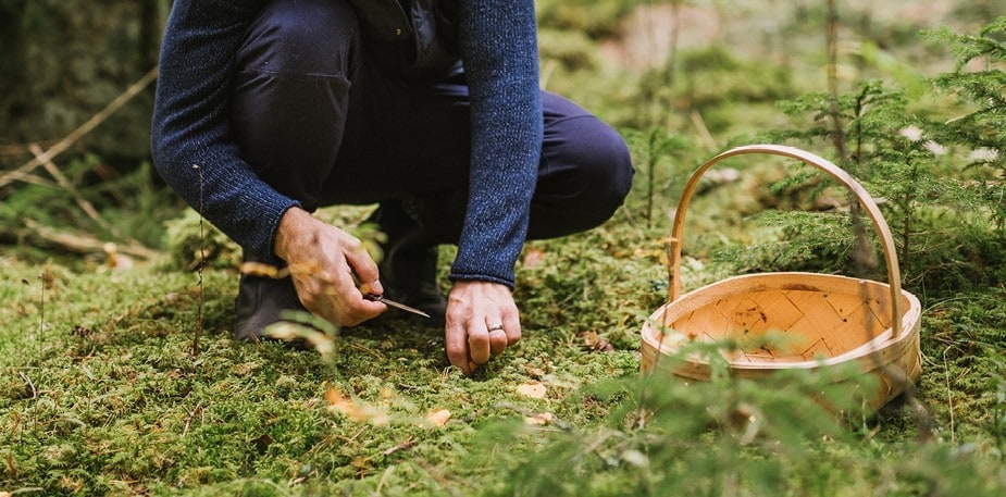 Pluk vilde ting – kom ned i gear!