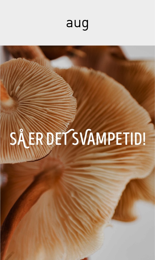 Alt Image Text
