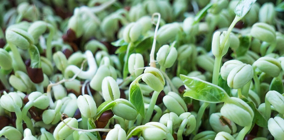 Dyrk masser af spirer, men gør det sikkert!