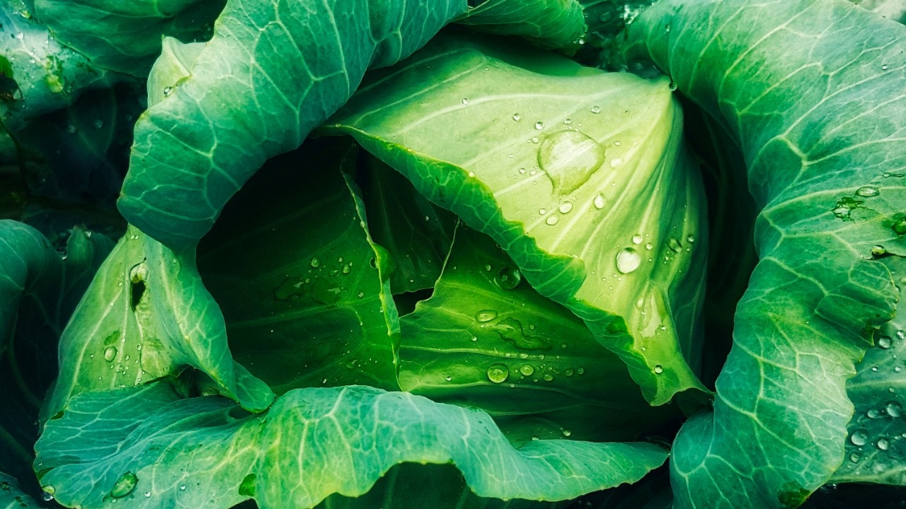 De bedste tips: Plantebaserede smagseksplosioner